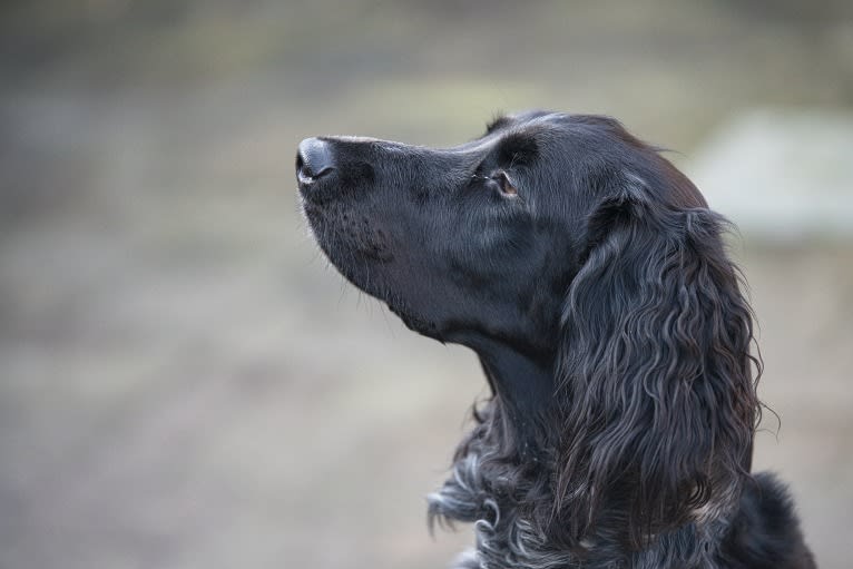 Brisca v.d. Polderdiek, a Munsterlander (Large) tested with EmbarkVet.com