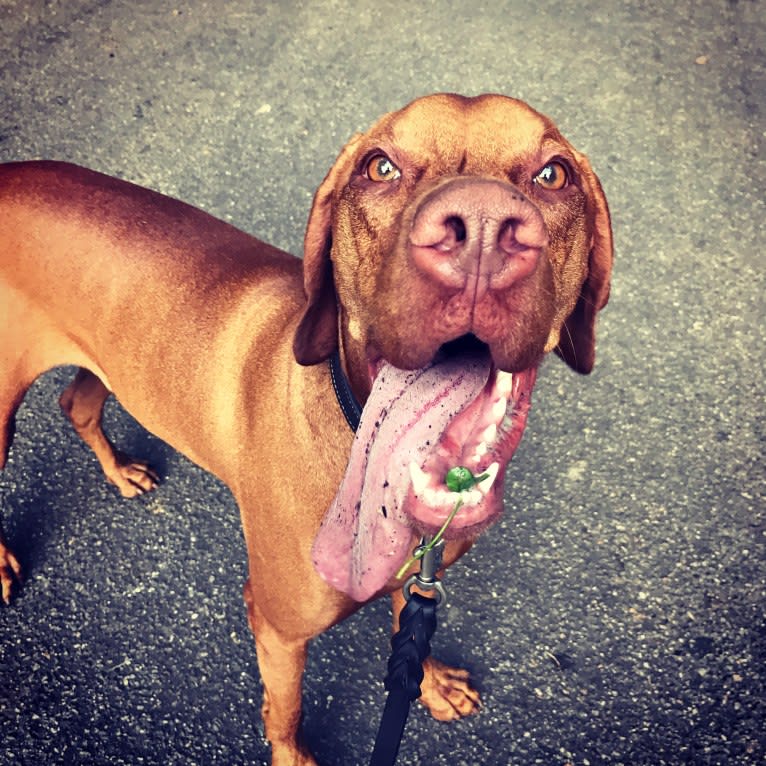 Deacon, a Vizsla tested with EmbarkVet.com