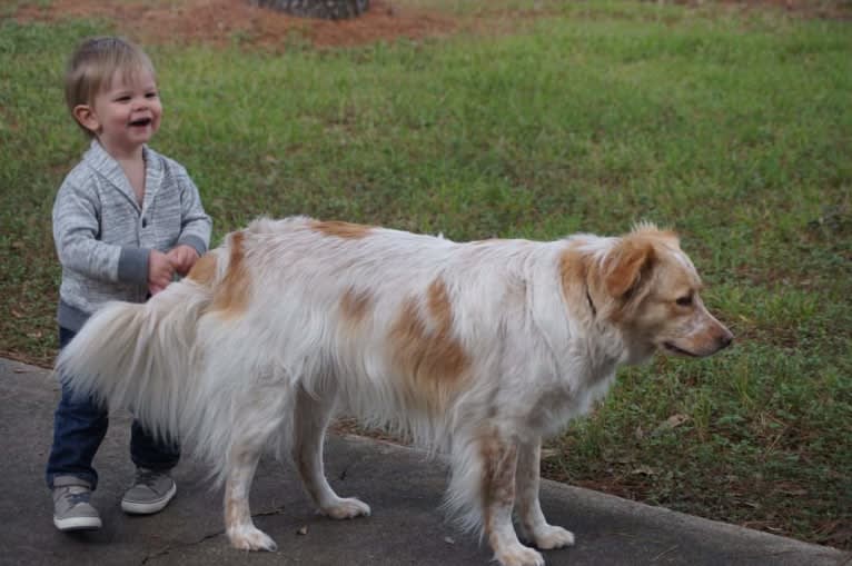 Wendy, a Great Pyrenees and American Pit Bull Terrier mix tested with EmbarkVet.com