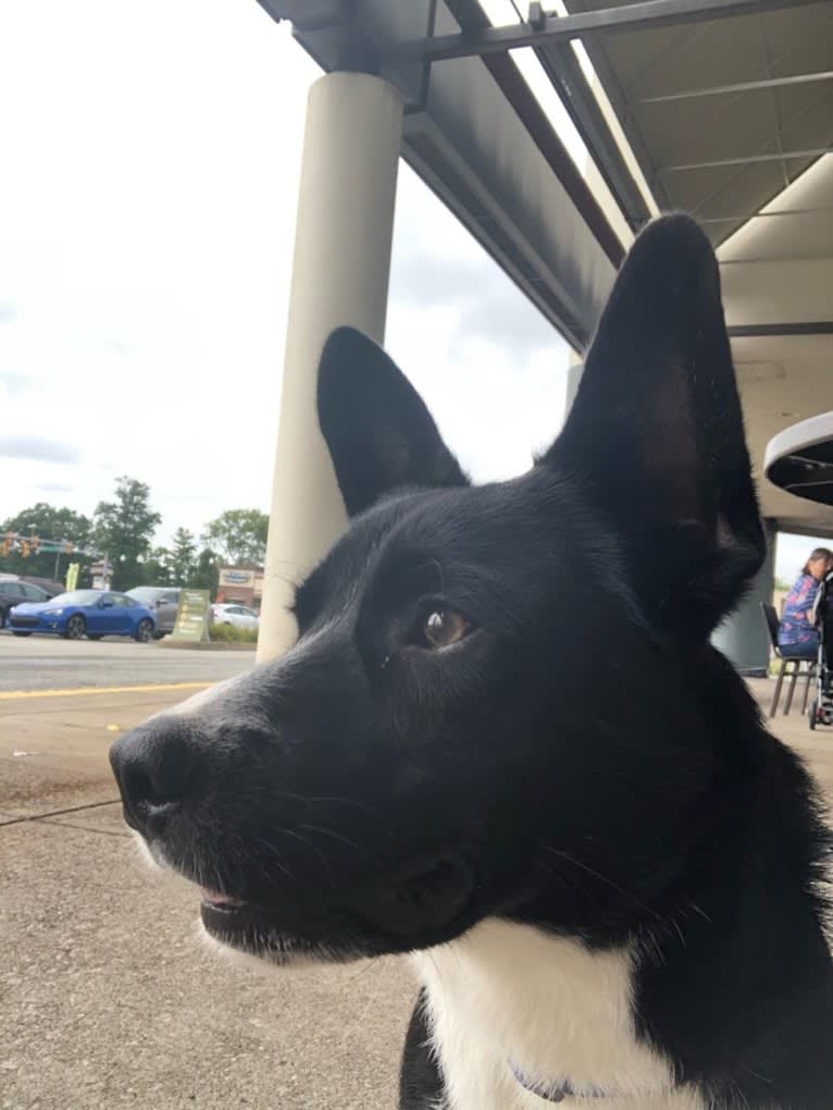 Newt, an Australian Cattle Dog and Border Collie mix tested with EmbarkVet.com