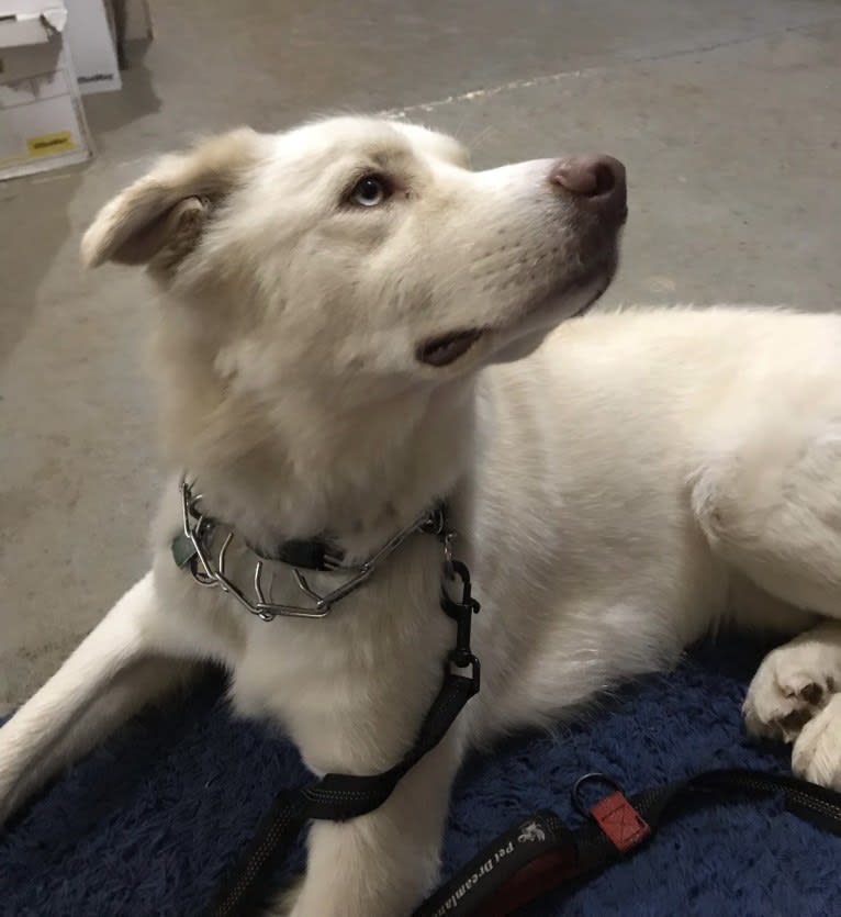 Zeus, a Siberian Husky and American Pit Bull Terrier mix tested with EmbarkVet.com