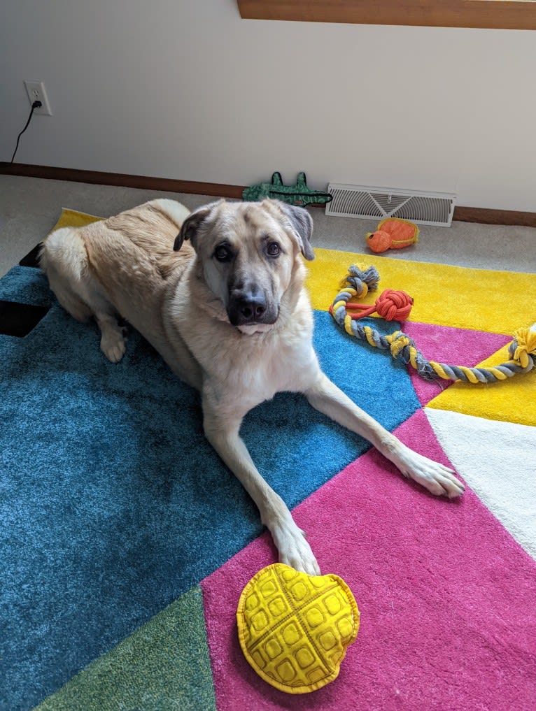 Chewie, an Anatolian Shepherd Dog and Great Pyrenees mix tested with EmbarkVet.com