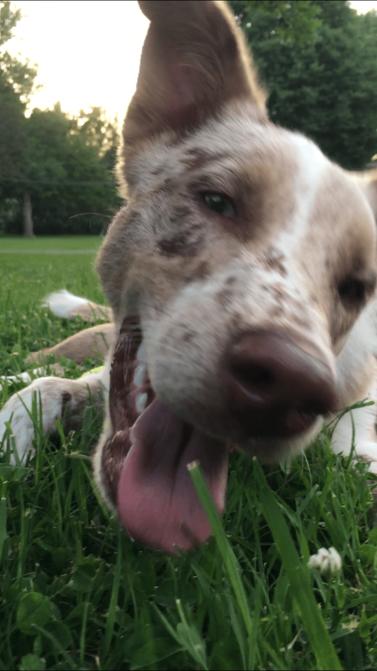 Cooper, an Australian Shepherd and Australian Cattle Dog mix tested with EmbarkVet.com