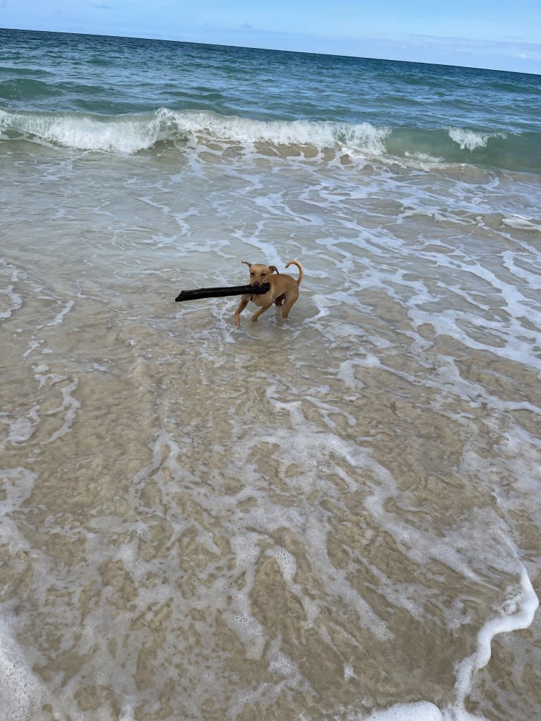 Riley, an American Pit Bull Terrier and Chihuahua mix tested with EmbarkVet.com