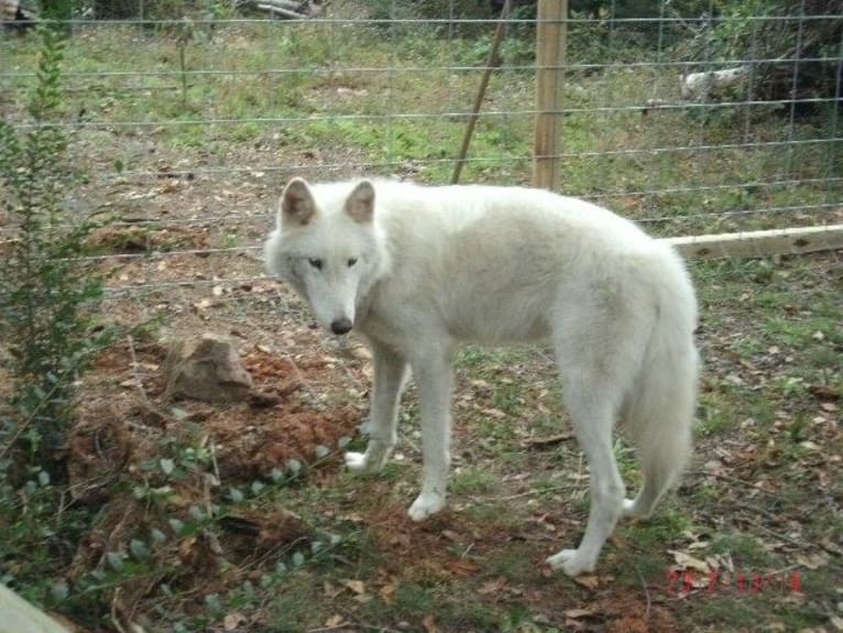 Keya a dog tested with EmbarkVet.com