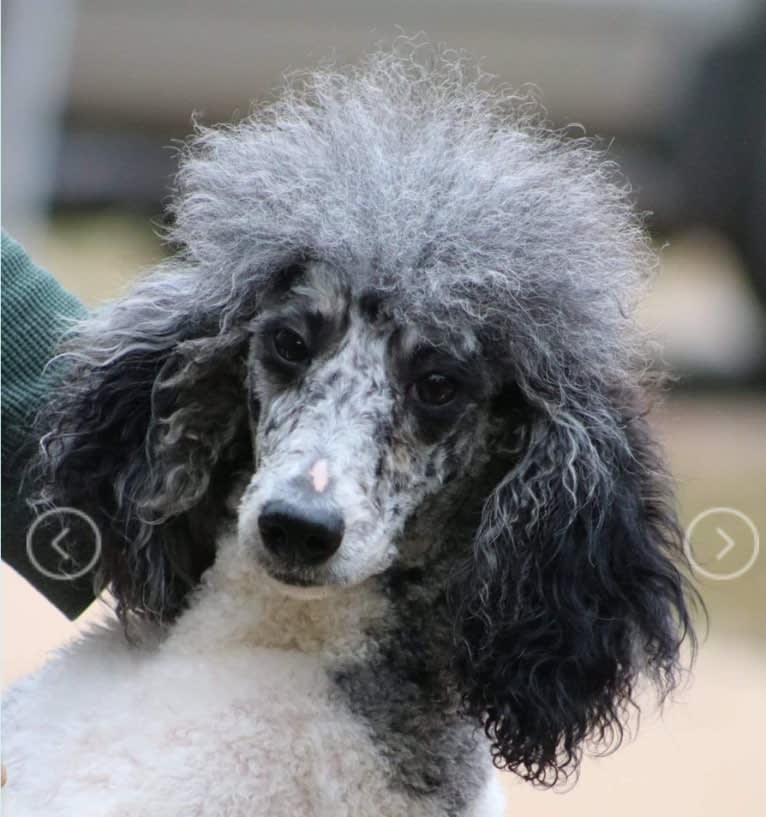 Gem, a Poodle (Standard) tested with EmbarkVet.com