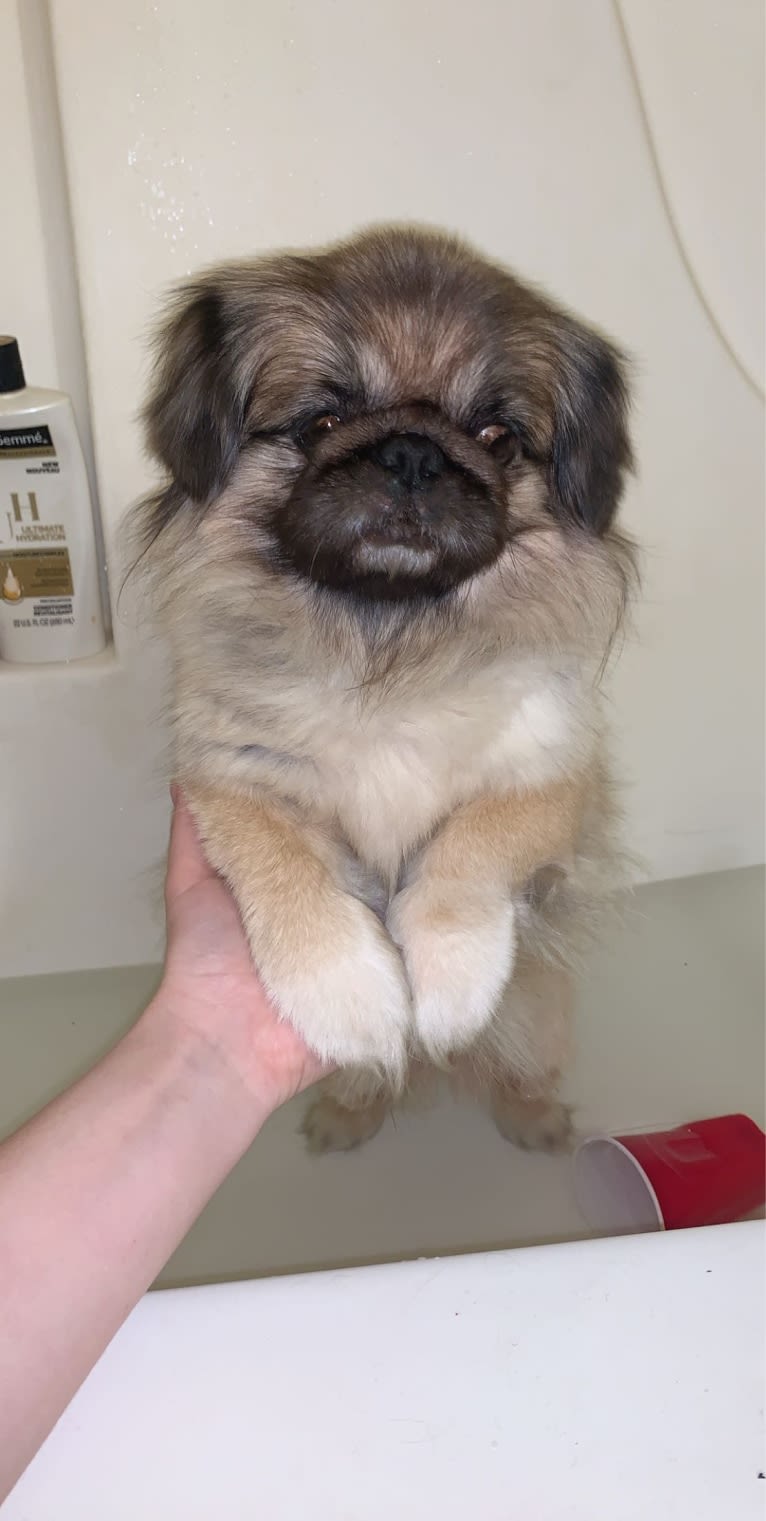 Harley, a Pekingese tested with EmbarkVet.com