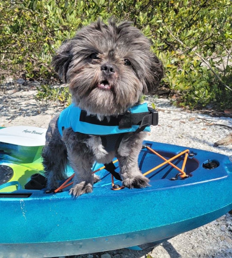 Morpheus, a Shih Tzu tested with EmbarkVet.com