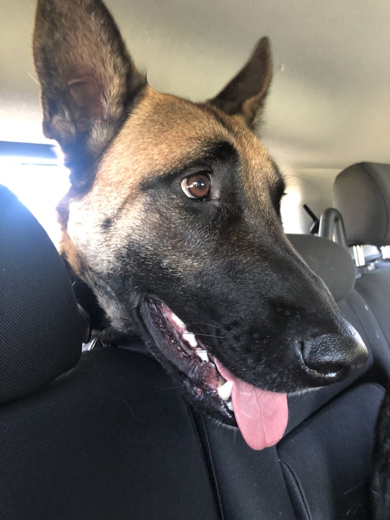 Whiskey, a Belgian Malinois and German Shepherd Dog mix tested with EmbarkVet.com
