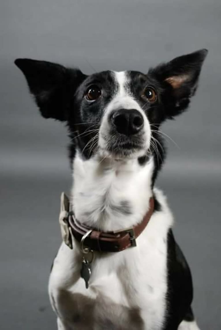 Luca, a Labrador Retriever and Australian Cattle Dog mix tested with EmbarkVet.com