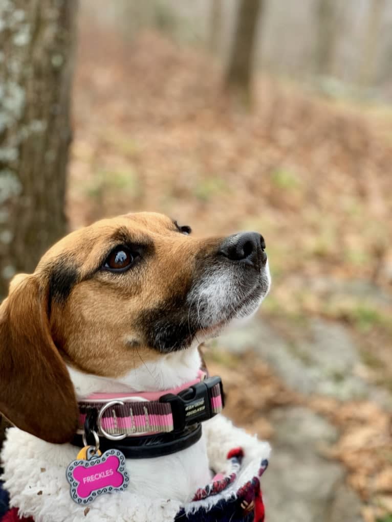 Freckles, a Beagle and German Shepherd Dog mix tested with EmbarkVet.com