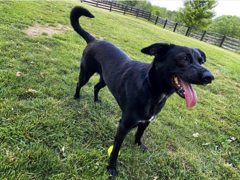 Nala, a Border Collie and American Pit Bull Terrier mix tested with EmbarkVet.com