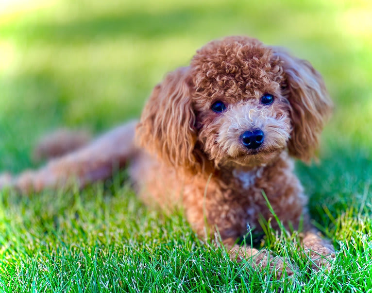 Tootles, a Poodle (Small) tested with EmbarkVet.com
