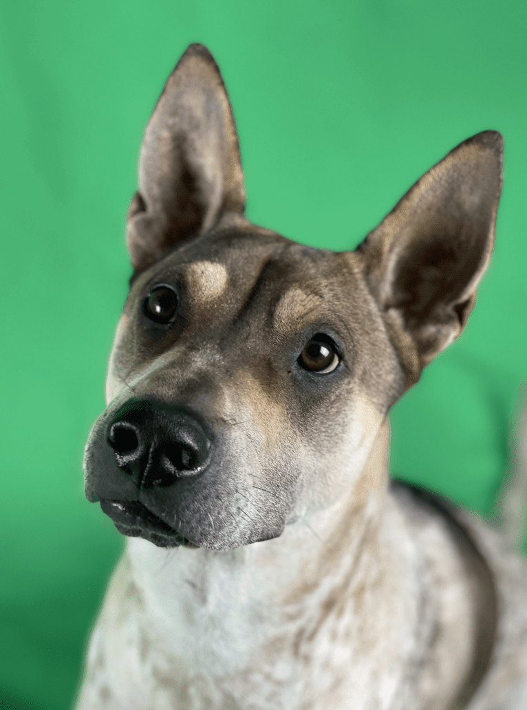 Miso, a Hong Kong Village Dog tested with EmbarkVet.com