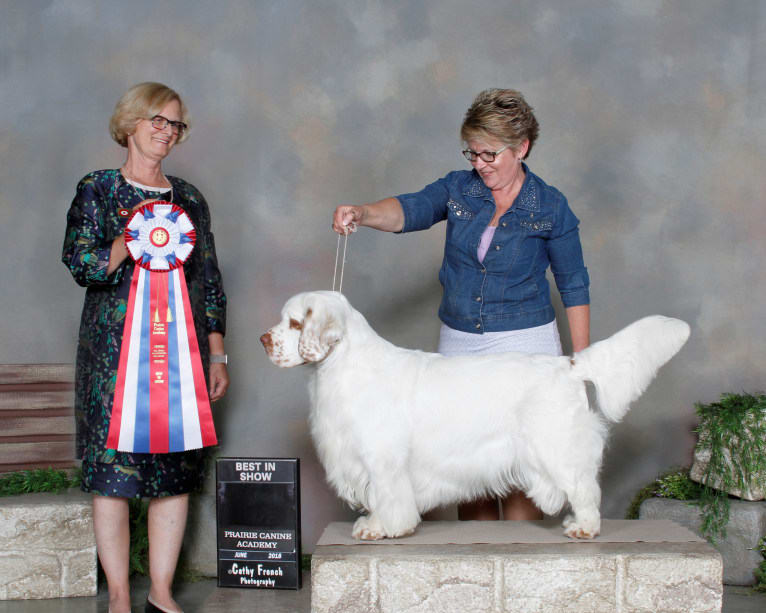 Joey, a Clumber Spaniel tested with EmbarkVet.com