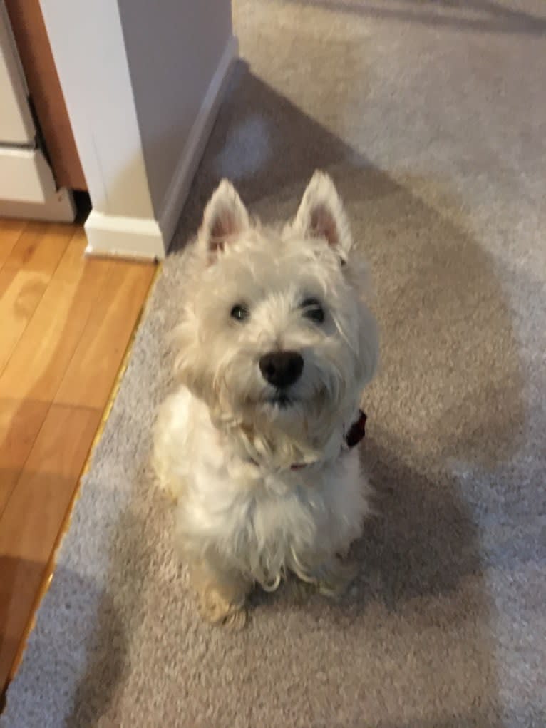 Dylan, a West Highland White Terrier tested with EmbarkVet.com