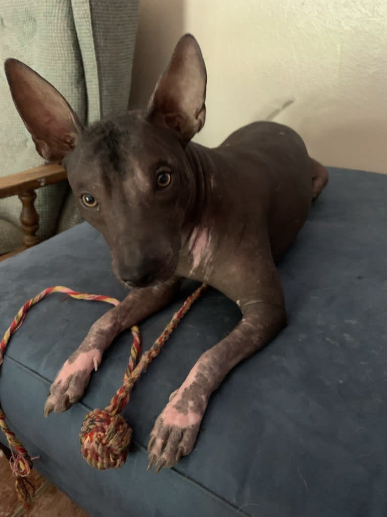 Ivar, a Xoloitzcuintli tested with EmbarkVet.com