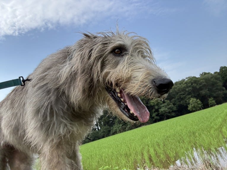 Mouton, an Irish Wolfhound tested with EmbarkVet.com
