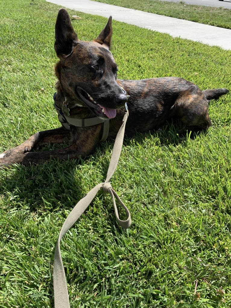 INU, an American Pit Bull Terrier and German Shepherd Dog mix tested with EmbarkVet.com