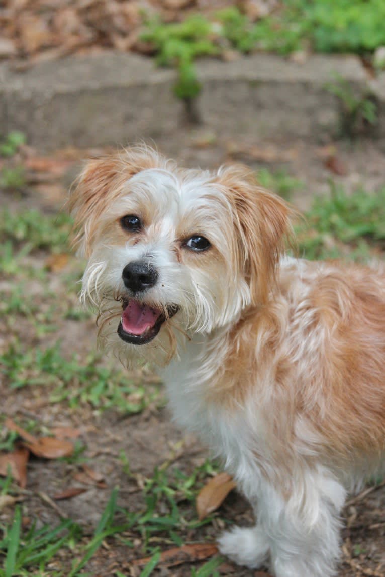 Max, a Yorkshire Terrier and Poodle (Small) mix tested with EmbarkVet.com