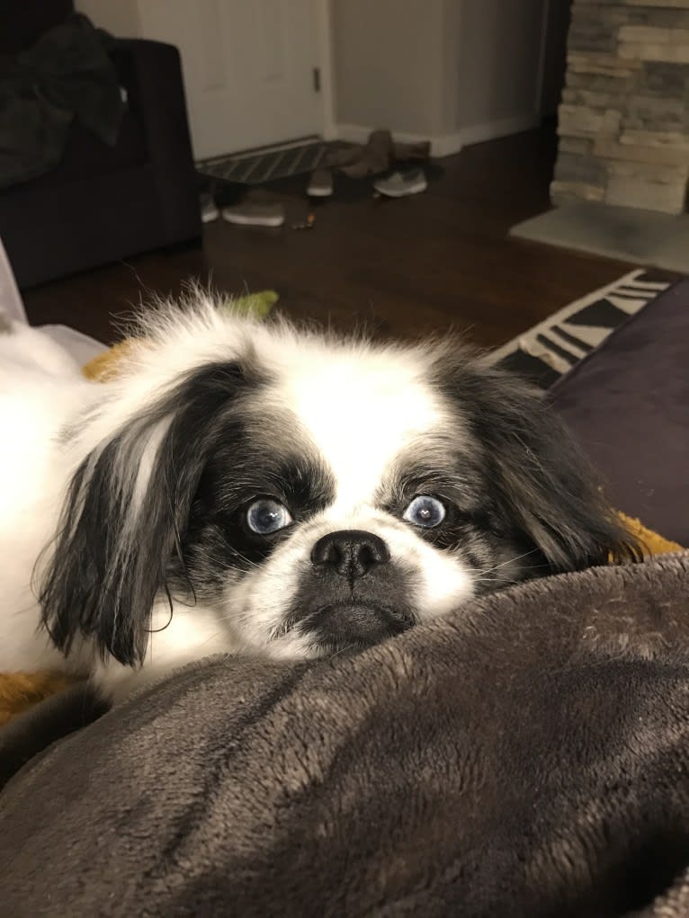 Poe, a Pekingese and Pomeranian mix tested with EmbarkVet.com