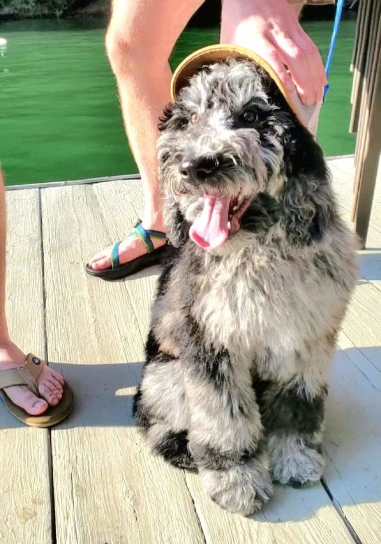 Cooper, a Poodle (Standard) tested with EmbarkVet.com