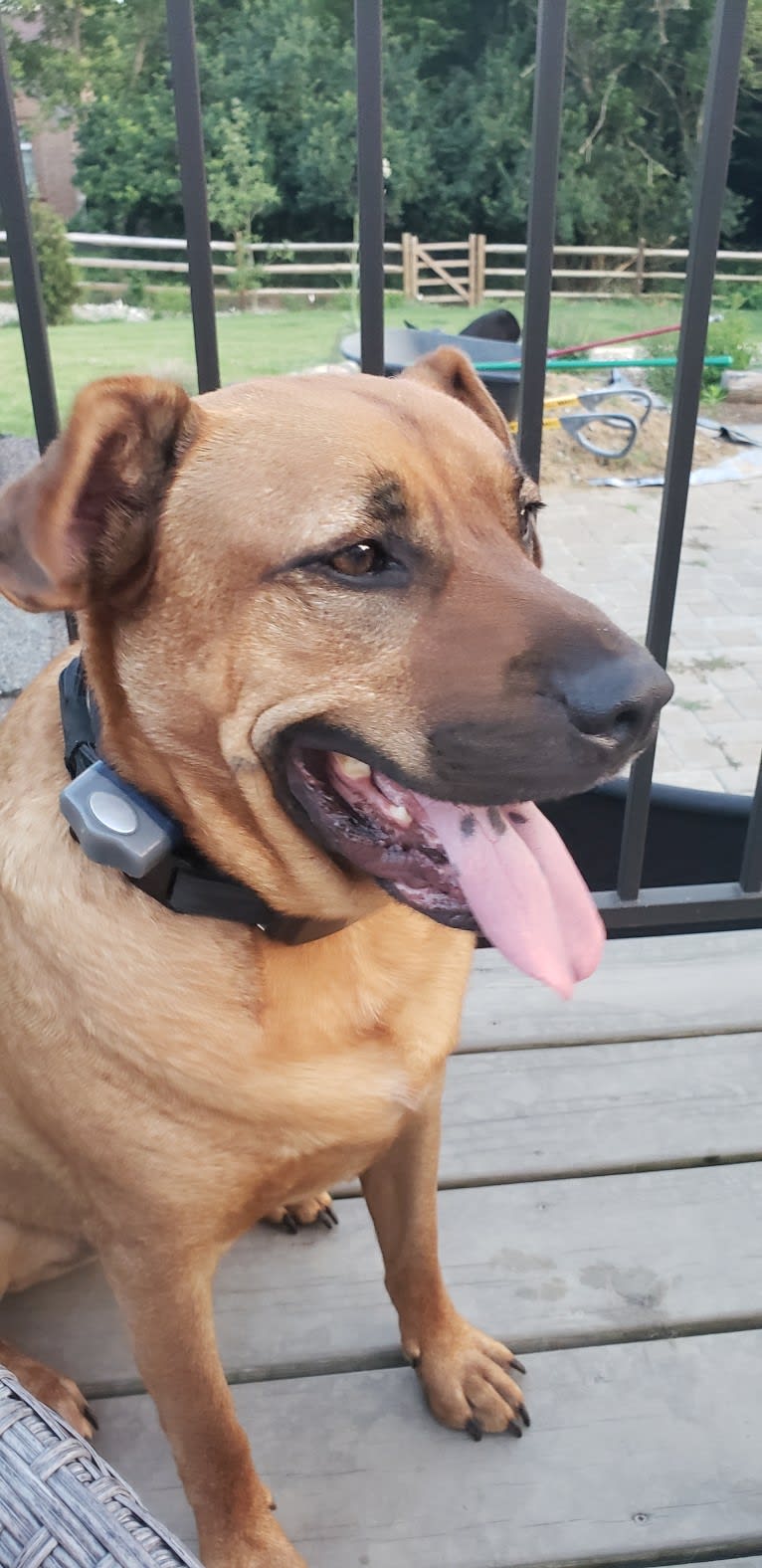 Red, a Redbone Coonhound and American Bulldog mix tested with EmbarkVet.com