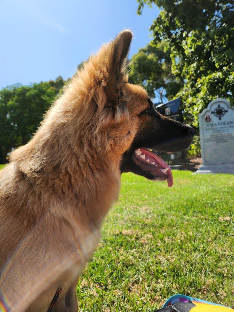 Tinos, a German Shepherd Dog and Alaskan Malamute mix tested with EmbarkVet.com