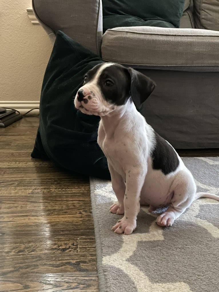 Finnegan, a Boxer and German Shorthaired Pointer mix tested with EmbarkVet.com