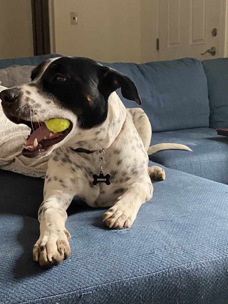 Pongo, an American Pit Bull Terrier and Australian Cattle Dog mix tested with EmbarkVet.com