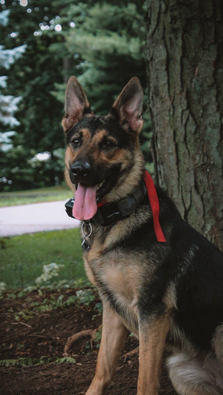 Vaida, a German Shepherd Dog (12.8% unresolved) tested with EmbarkVet.com