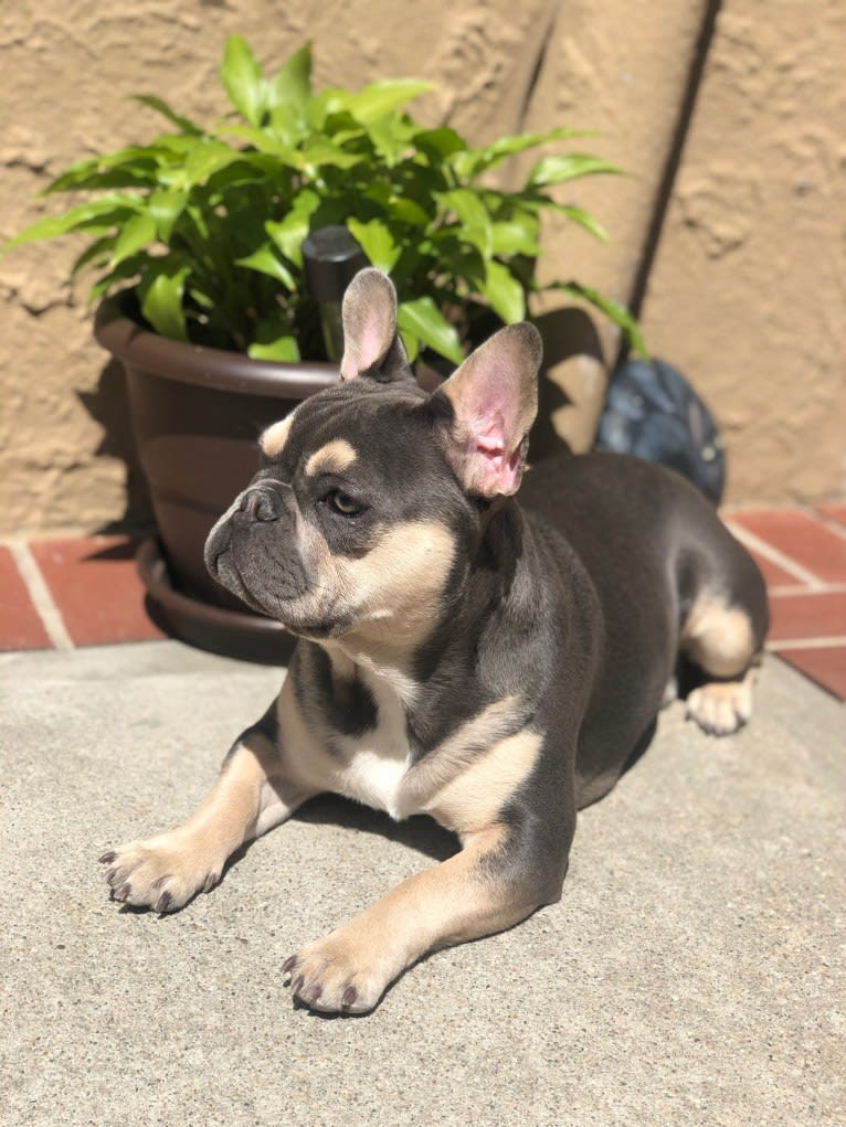 Bruce, a French Bulldog tested with EmbarkVet.com