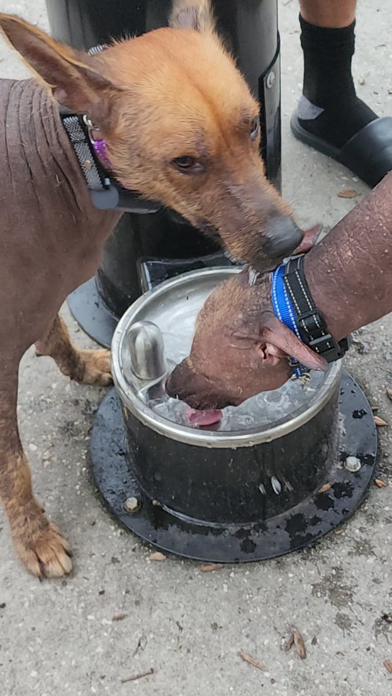 Neeko, a Xoloitzcuintli (8.7% unresolved) tested with EmbarkVet.com