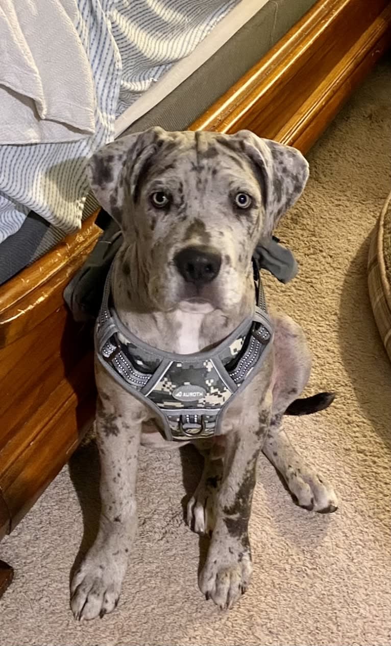 River, a Neapolitan Mastiff and Mastiff mix tested with EmbarkVet.com