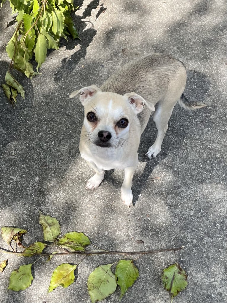 Ferb, a Chihuahua and Shih Tzu mix tested with EmbarkVet.com