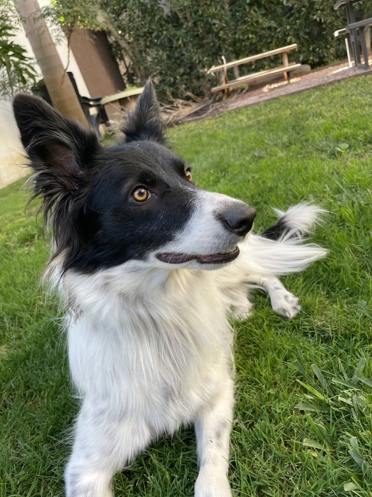 Madeline, a Border Collie tested with EmbarkVet.com