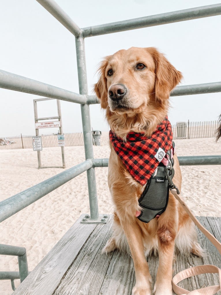 Marley, a Golden Retriever tested with EmbarkVet.com