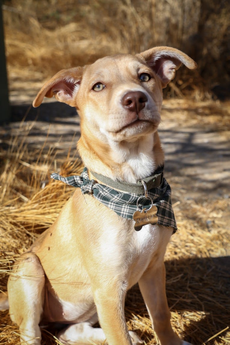 Kahlua, an American Pit Bull Terrier and Chow Chow mix tested with EmbarkVet.com