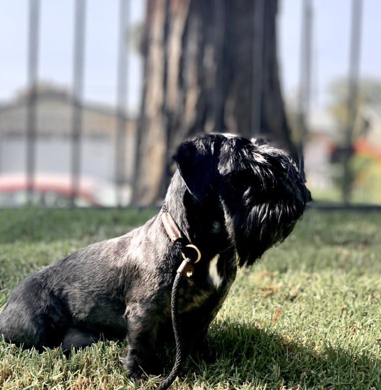 Sofia, a Cesky Terrier tested with EmbarkVet.com
