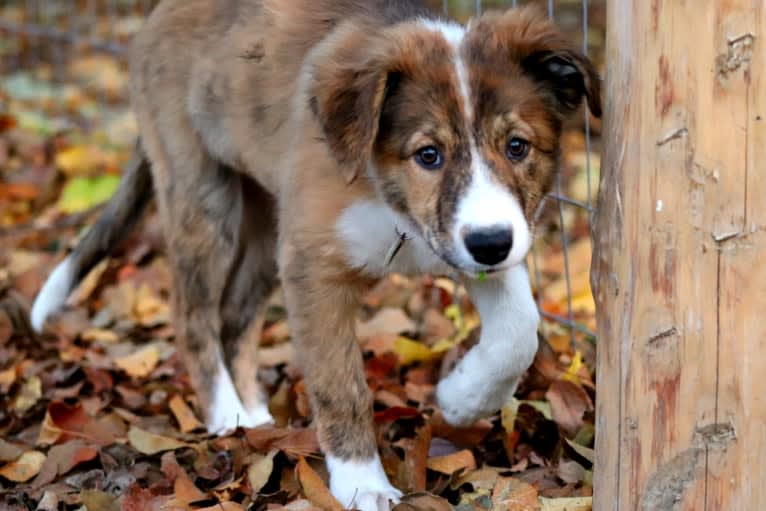 Bindi, a Border Collie tested with EmbarkVet.com