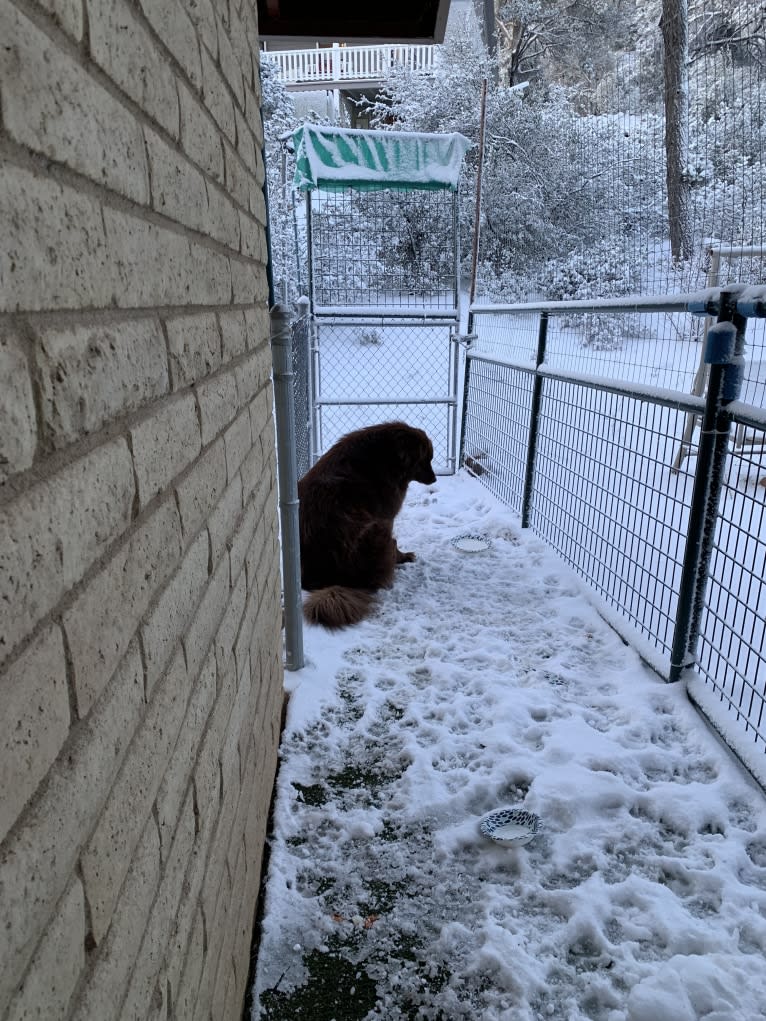 Rosey, a Newfoundland and Siberian Husky mix tested with EmbarkVet.com