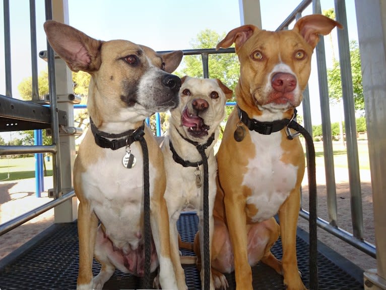 Doc, a Chihuahua and American Pit Bull Terrier mix tested with EmbarkVet.com