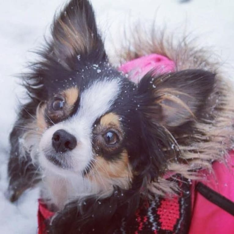 Raven, an Australian Shepherd tested with EmbarkVet.com