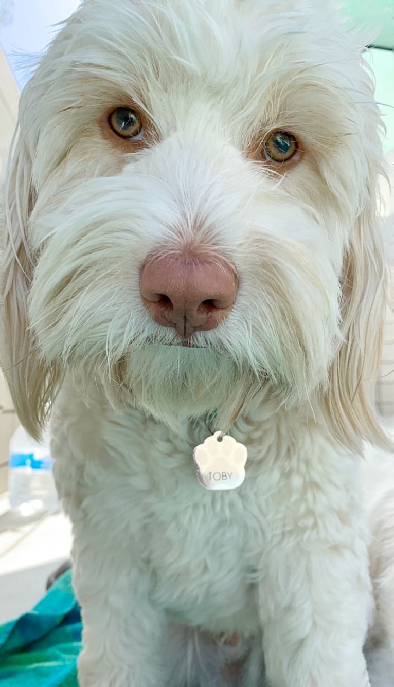 Toby-Joe, a Cocker Spaniel and Bichon Frise mix tested with EmbarkVet.com