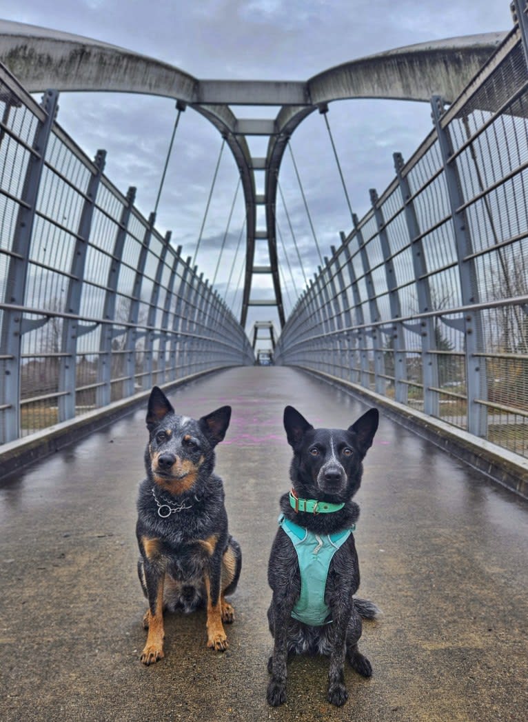 Juniper, an Australian Cattle Dog tested with EmbarkVet.com