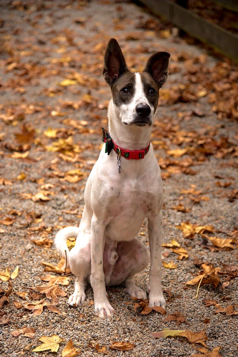 Storm, a Siberian Husky and Boxer mix tested with EmbarkVet.com