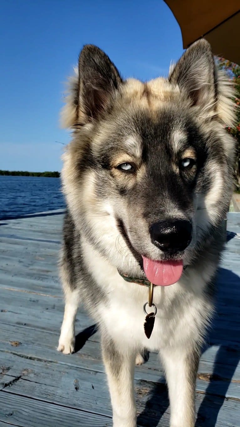 KYLO, a Siberian Husky tested with EmbarkVet.com