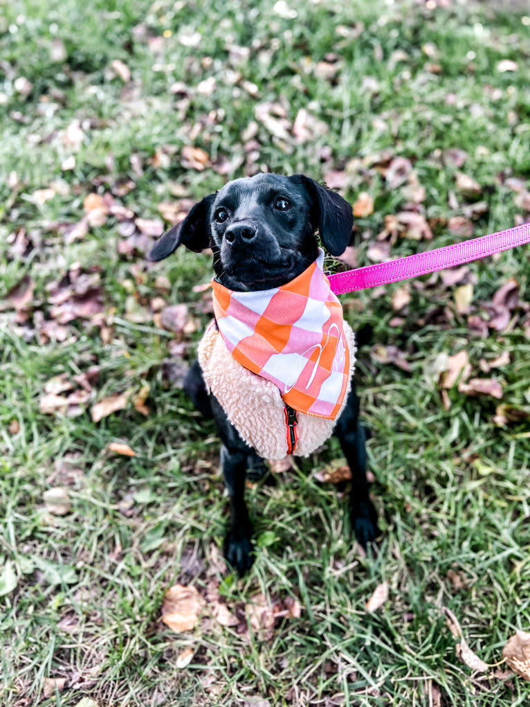 Mia, a Chihuahua and Rat Terrier mix tested with EmbarkVet.com