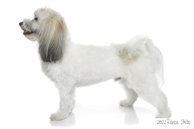 Liam, a Havanese tested with EmbarkVet.com