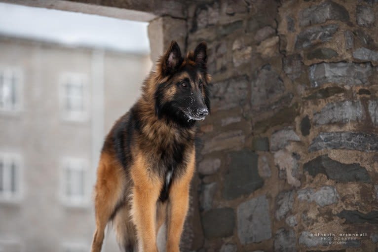 Bali, a Belgian Shepherd tested with EmbarkVet.com